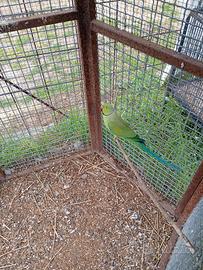 Pulli parrocchetti dal collare