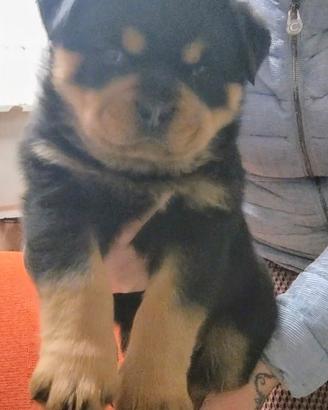 Cucciolo di rottweiler