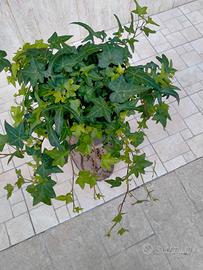 piante di edera a foglie piccole in vaso 