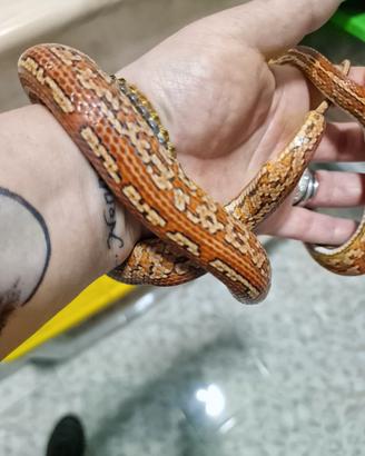 Serpente del grano