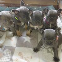 Bulldog francese cuccioli