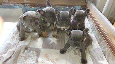 Bulldog francese cuccioli