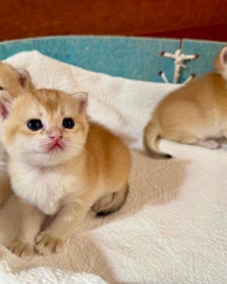 Gattini british Shorthair golden e Scottish