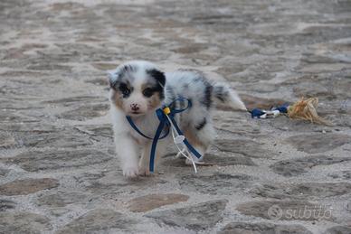 Pastore australiano ANCHE A RATE