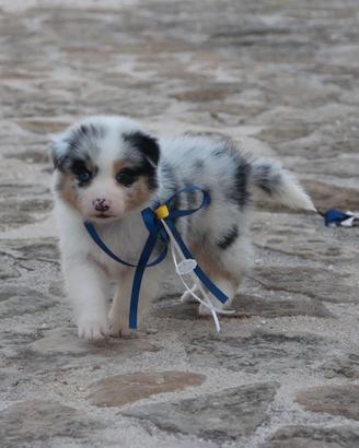 Pastore australiano ANCHE A RATE