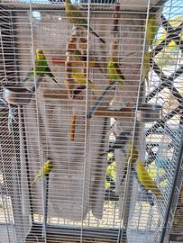 Cocorita allevati in casa