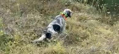 Setter Inglese Specialista su Fagiani e Beccacce