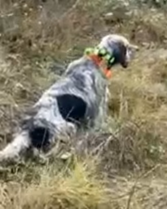 Setter Inglese Specialista su Fagiani e Beccacce