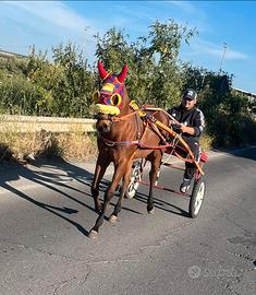 Puledro psi