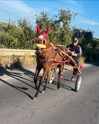 Puledro psi