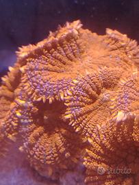 Rhodactis fiery orange Rusty