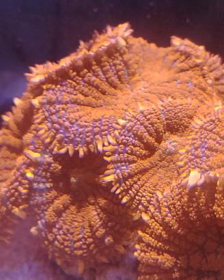 Rhodactis fiery orange Rusty