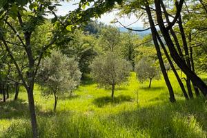 Terreno agricolo seminativo