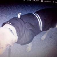 Cappotto Impermeabile per Cani Con Pettorina