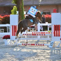 Pony welsh 7 anni classe B 123cm