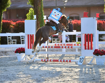 Pony welsh 7 anni classe B 123cm