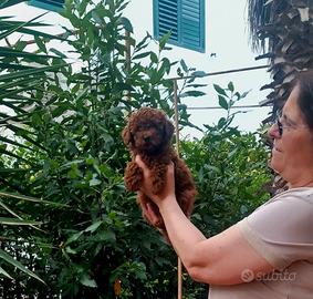 Cucciola Barboncino Mini Toy
