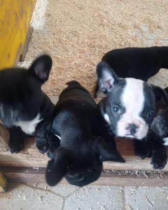 Bulldog Francese cuccioli