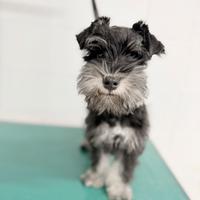 Cuccioli schnauzer nano nero argento
