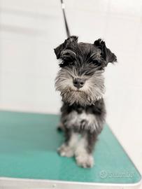 Cuccioli schnauzer nano nero argento