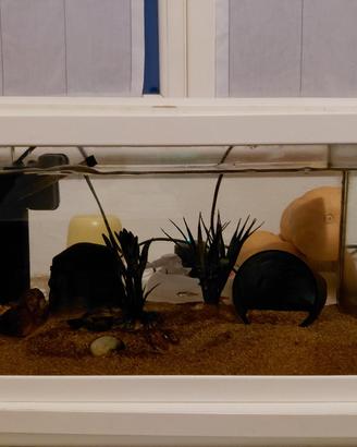 Acquario
