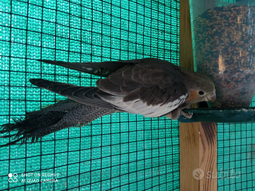 Tre bellissime calopsite feminine