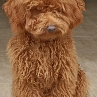 Barboncino per monta