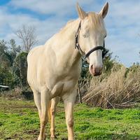 Stagione di monta 2026