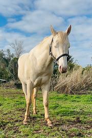 Stagione di monta 2026