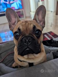 Bulldog francese