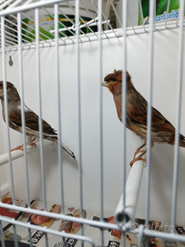 Canarini arlecchino portoghese