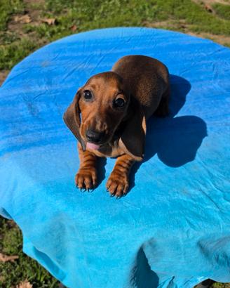 Cuccioli di Bassotto Fulvo a pelo corto
