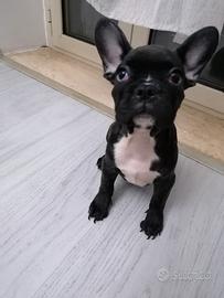Bulldog francese