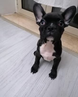 Bulldog francese