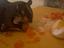 Immagine 3