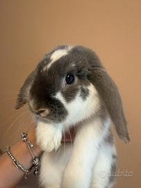 Coniglio mini lop