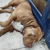 2 Pitbull ad amanti