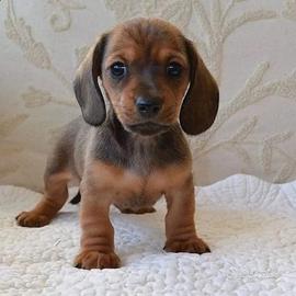 cuccioli bassottini 