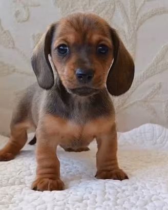 cuccioli bassottini 