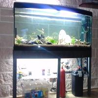 Aquario Sinuo 250 Askoll Tenerif