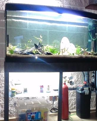 Aquario Sinuo 250 Askoll Tenerif