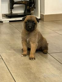Splendidi cuccioli di pastore belga, Malinois