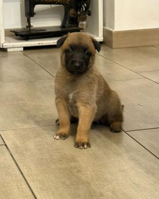 Splendidi cuccioli di pastore belga, Malinois