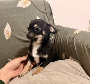 Chihuahua maschietto pelo corto