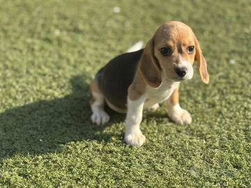 Beagle