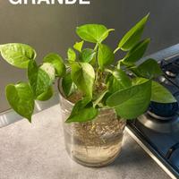 Pothos in acqua (grande,piccolo,talea)