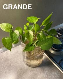 Pothos in acqua (grande,piccolo,talea)
