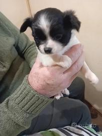 Chihuahua Toy pelo lungo e corto