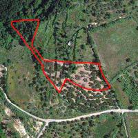 Uliveto con porzione di rudere 5200mq