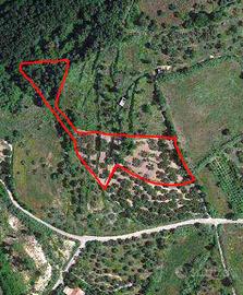 Uliveto con porzione di rudere 5200mq